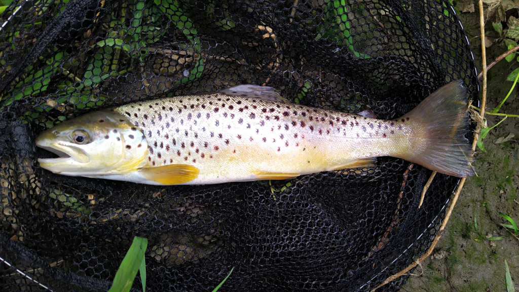 Photo of the 13 inch trout